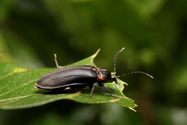 ヒゲナガハナノミ♀s