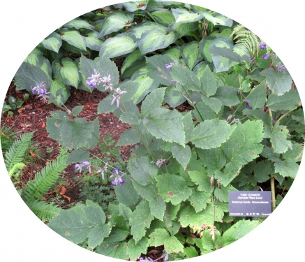 クレマチス　heracleifolia