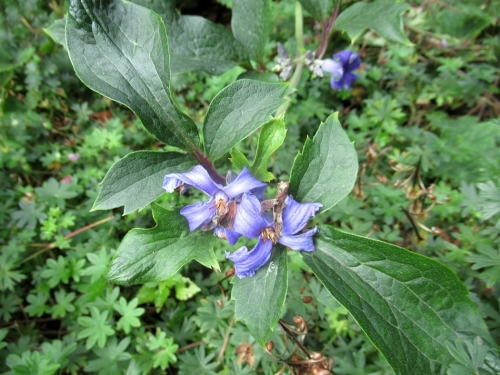 クレマチス　heracleifolia2