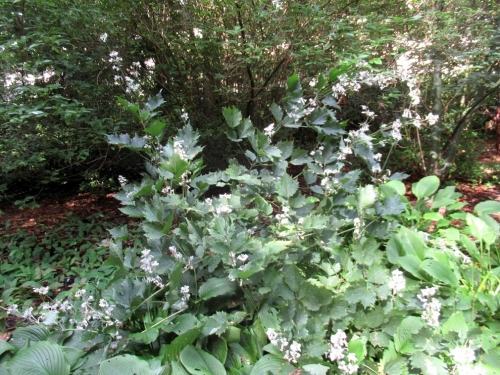 クレマチス　heracleifolia