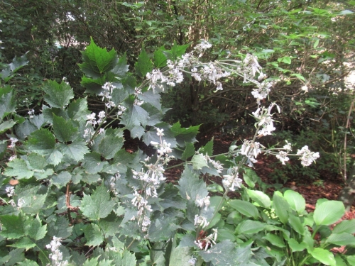 クレマチス　heracleifolia1