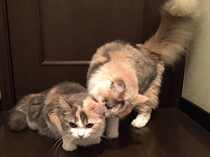 どっちがお姉さん？