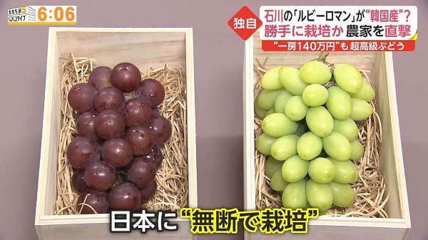 20210813日本の超高級ブドウが韓国で無断栽培！韓国「日本は先進国の立場で大目に見て！文句なら中国に言え」
