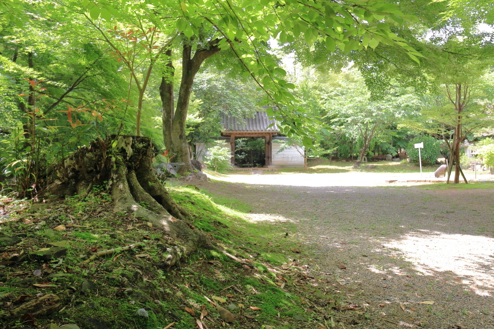 円光寺　新緑の境内と山門の画像