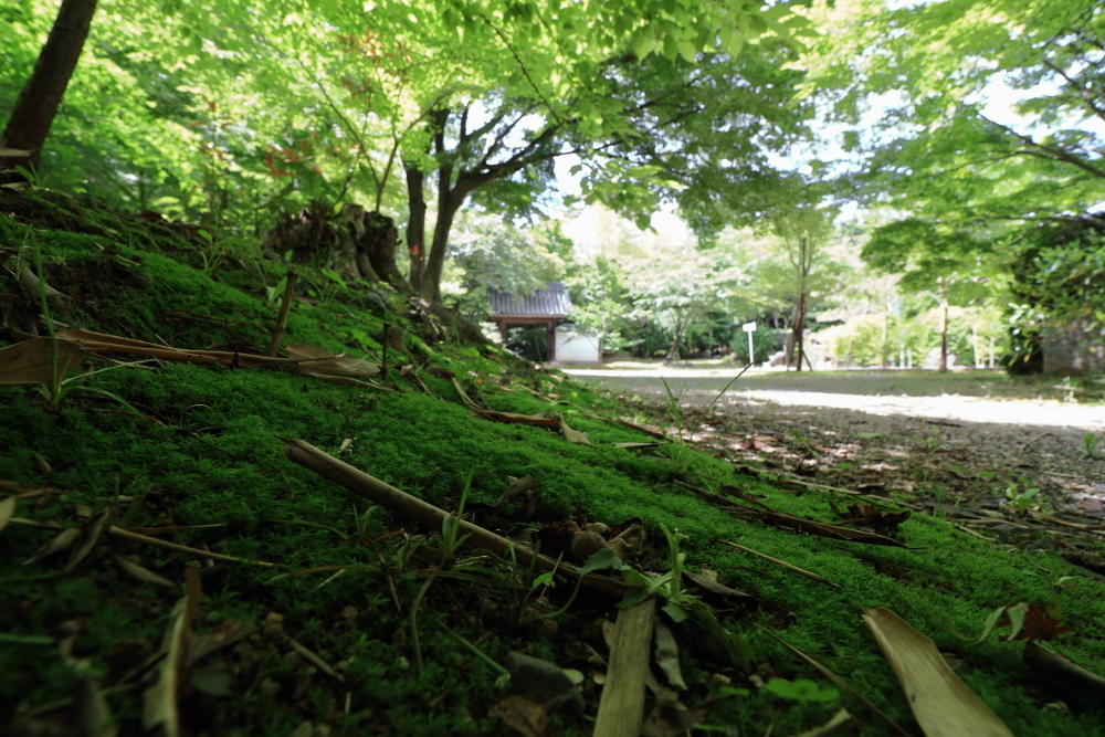 円光寺　境内の苔と山門の画像
