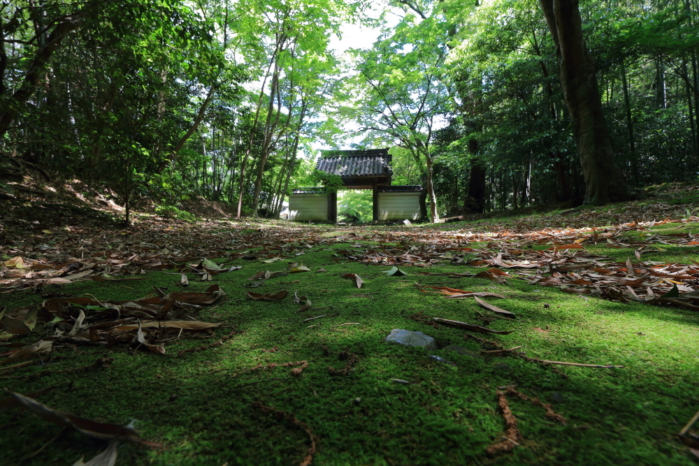 円光寺　山門の苔の画像