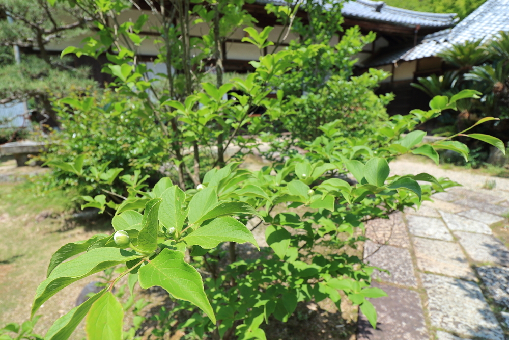 円光寺　沙羅双樹の蕾の画像