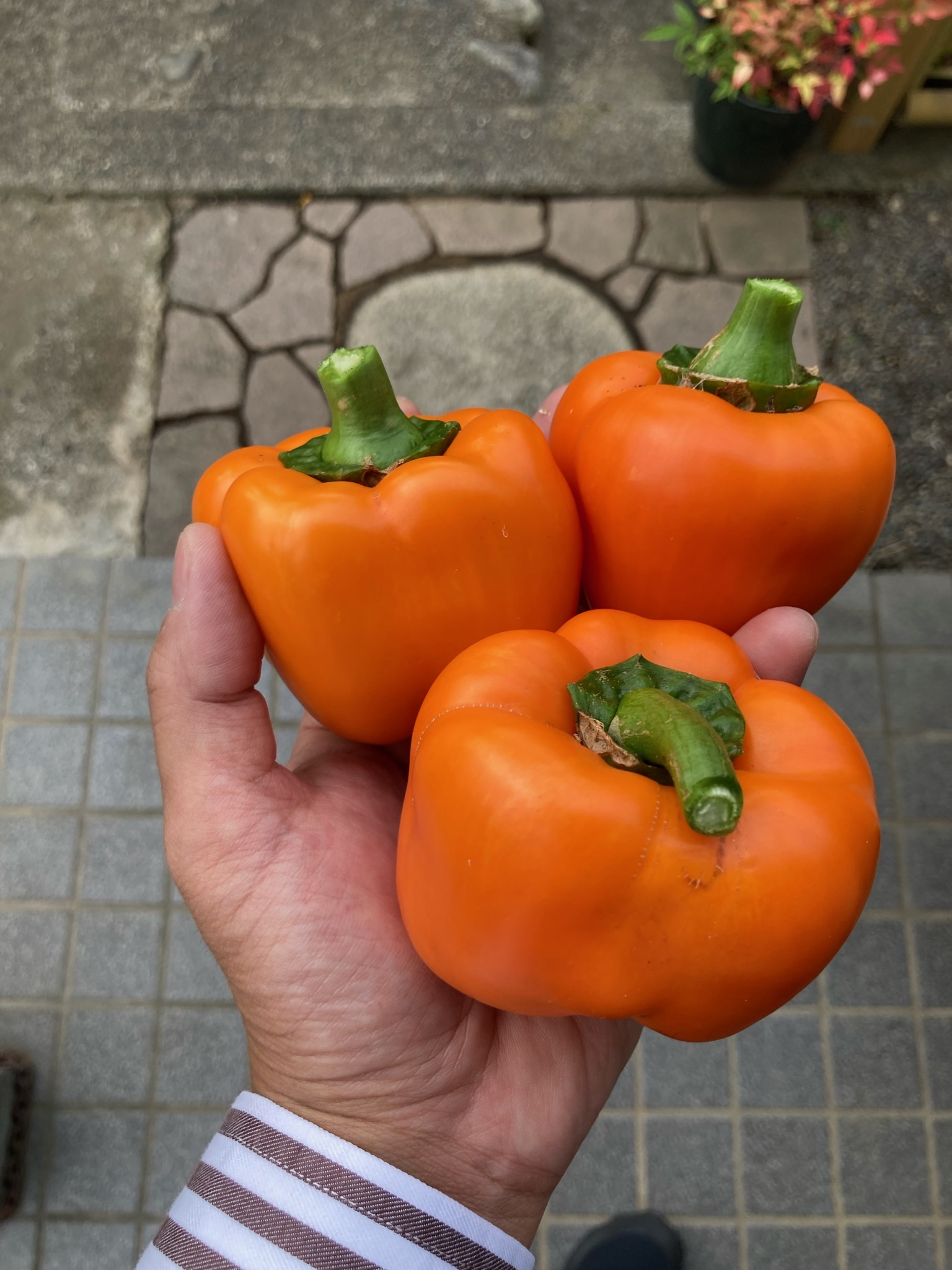 パプリカ収穫