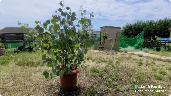 植えてはいけない木 ユーカリポポラスを植える ユーカリ