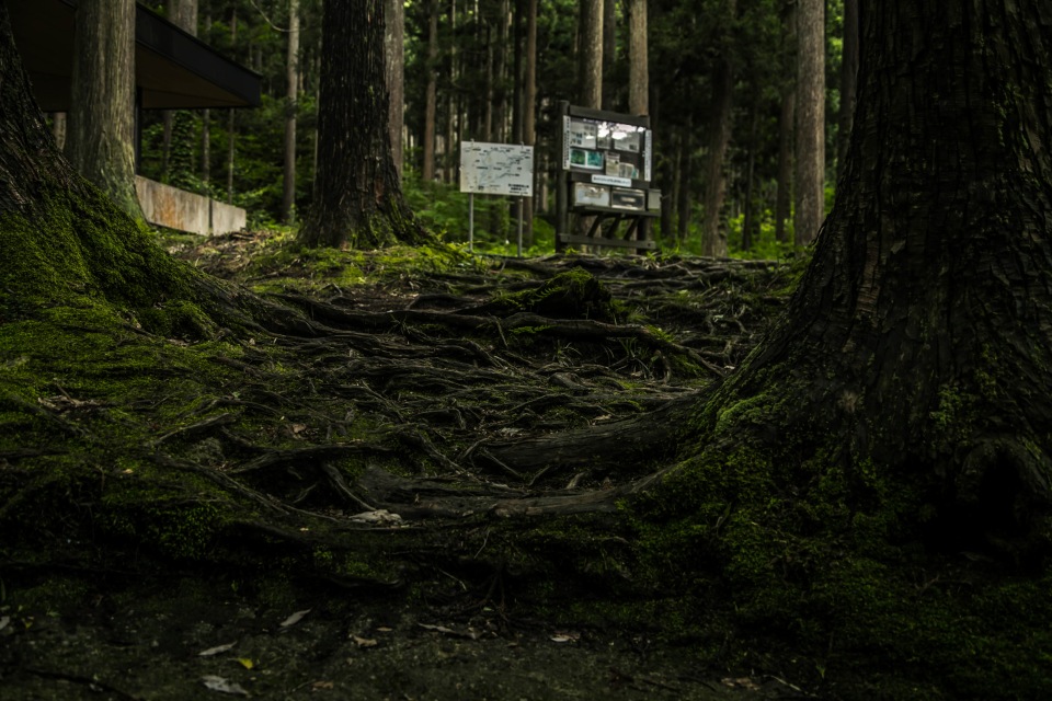 キャンプ場の木の根