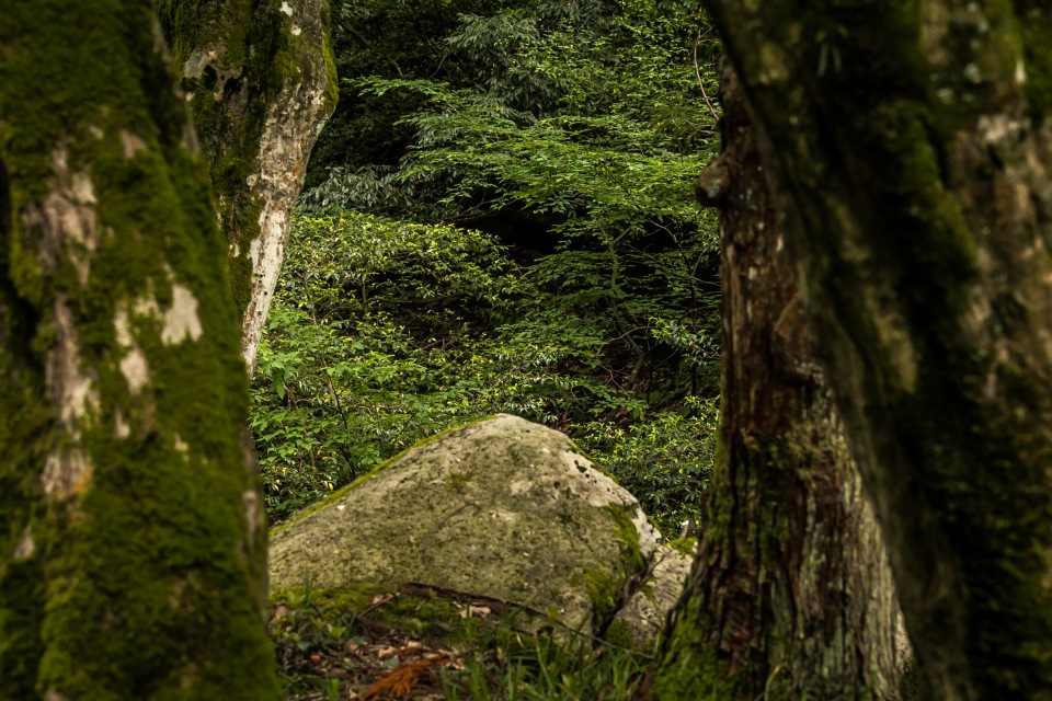 剣龍峡の森と割れ石