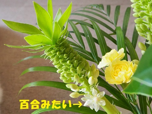6パイナップルリリー
