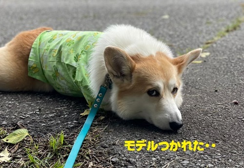 31モデル疲れた