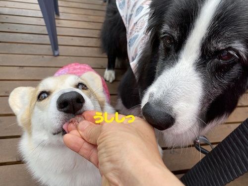 13うしし