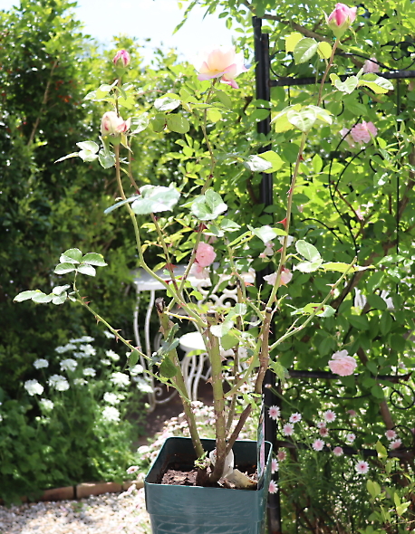 妖精のローズガーデン オーブ 春バラと地植え アガパンサス リトルダッチホワイト
