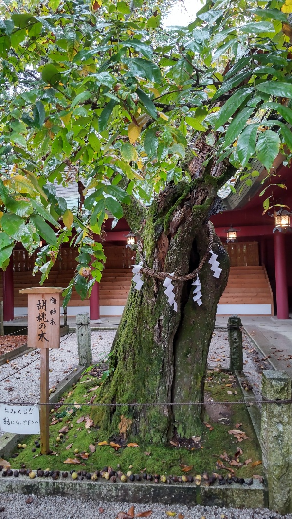笠間稲荷神社⑪御神木2110