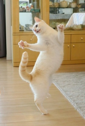 バレエを始めた猫