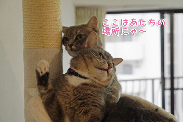 DSC06093.jpg