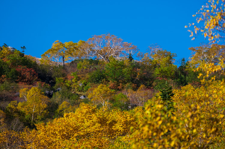 乗鞍 位ヶ原山荘 紅葉 黄葉 ダケカンバ ナナカマド
